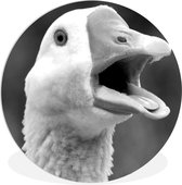 WallCircle - Wall Circle - Wall Circle Indoor - Gros plan d'une oie bâillante - noir et blanc - 60x60 cm - Décoration murale - Peintures Ronds