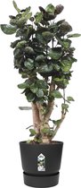 Kamerplant van Botanicly – Polyscias Fabian in zwart ELHO plastic pot als set – Hoogte: 100 cm