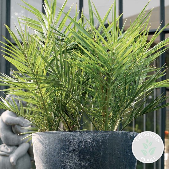 Groene, puntige bladeren van een palmplant, dichtbij gefotografeerd in een donkergrijze pot.