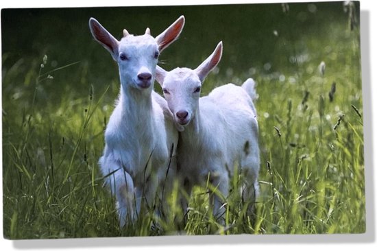 Twee witte geitjes staan in lang gras, met hun koppen naar elkaar toe.