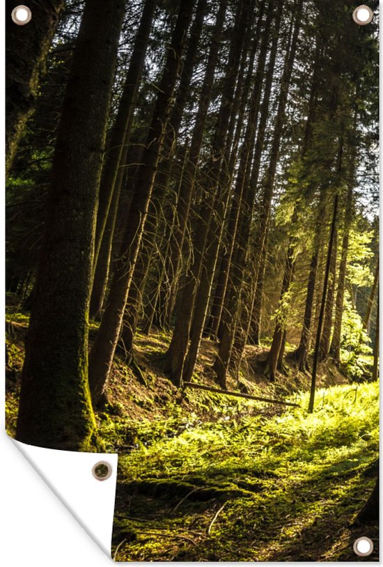 Affiche de jardin - Forêt avec soleil à travers les Arbres- 60x90cm