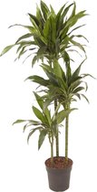 Plant in a Box - Dracaena fragrans Janet Craig - Plante d'intérieur verte XXL - Facile d'entretien - Feuilles vert foncé - Pot 24cm - Hauteur 140-150cm