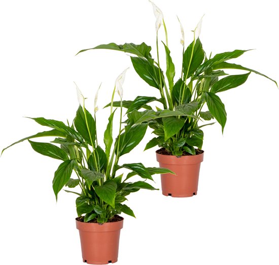 Volgen vleugel gips 2x Spathiphyllum 'Torelli' - Lepelplant - Kamerplant - Luchtzuiverend - ⌀12  cm - 35-45 cm | bol.com