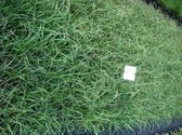 6 x Pennisetum villosum - Lampenpoetsersgras - pot 9 x 9 cm