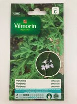Vilmorin- Verbena officinalis- ijzerhard- V539