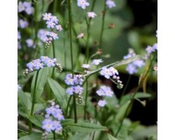 6 x Myosotis palustris - MOERAS VERGEET MIJ NIETJE - pot 9 x 9 cm