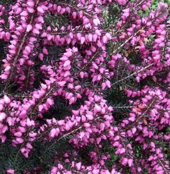 Foto: 6 x erica darleyensis roze dopheide winterheide voorjaarsheide pot 10 5 cm