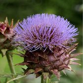 6 x Cynara Cardunculus - Kardoen pot 9x9 cm- Imposante Distelachtige