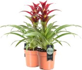 Breasy Bromelia Guzmania Indian Night | tropisch bloeiende kamerplant| 2 stuks | Ø12cm | ↕ 35-50 cm