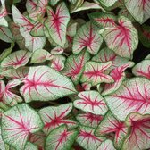 Caladium White Queen - Knol - Supermooie plant - Groot formaat knol