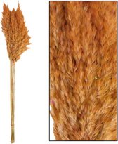 Oneiro’s Luxe Droogbloemen Wild reed plume Vinz nature 75cm 10pc Terra cotta – hotel chique - binnen - accessoires - decoratie – bloemen – mat – glans – industrieel