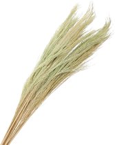 Oneiro’s Luxe Droogbloemen pb. broom grass 100 gr green 90-100 cm – hotel chique - binnen - accessoires - decoratie – bloemen – mat – glans – industrieel
