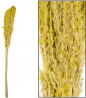 Oneiro’s Luxe Droogbloemen Wild reed plume Vinz 3pc 115cm Ocher – hotel chique - binnen - accessoires - decoratie – bloemen – mat – glans – industrieel