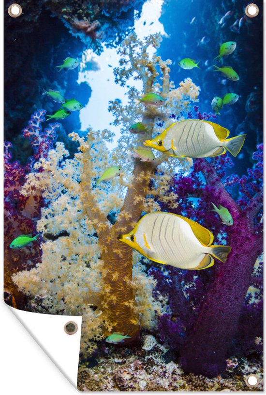Poster Sur Toile Poissons Koï Dorés - Impression Décorative Murale 30x40 Cm (Sans Cadre)