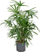 Rhapis palm excelsa M hydrocultuur plant
