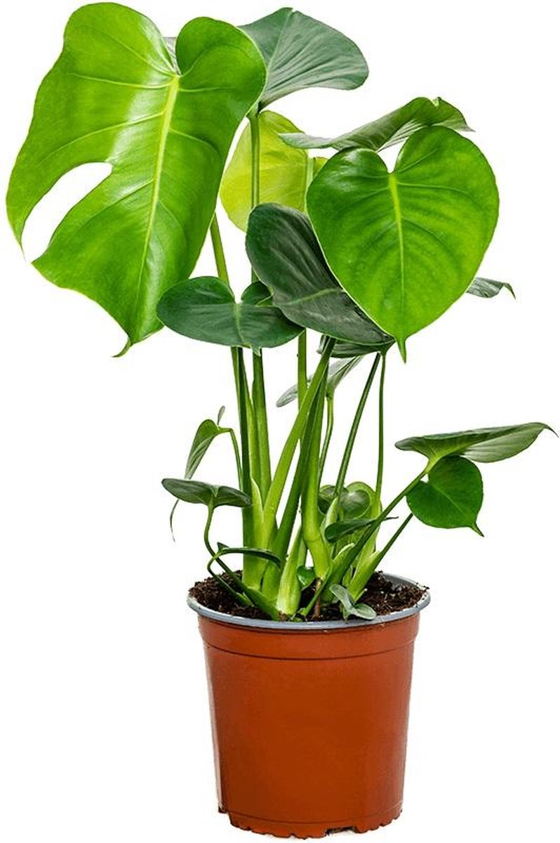 Monstera deliciosa S gatenplant kamerplant