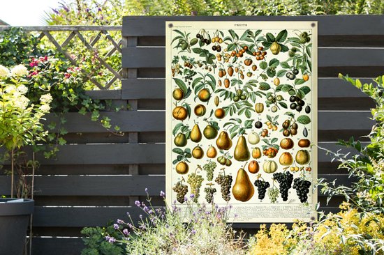 Affiche de jardin Fruit - Poire - Raisin - 90x120 cm