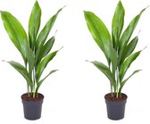 Kamerplanten van Botanicly – 2 × Kwartjesplant – Hoogte: 65 cm – Aspidistra