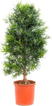 Podocarpus Macrophyllus L 160 cm kamerplant