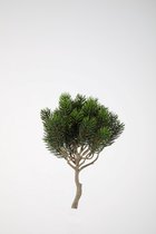 Kunstplant Round pine - topkwaliteit decoratie - Groen - zijden tak - 25 cm hoog