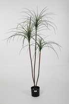 Kunstplant Ponytail palm - topkwaliteit decoratie - Groen - zijden plant - 175 cm hoog