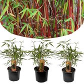 Plant in a Box - Set van 3 Fargesia Asian Wonder - Rode Bamboe - Pot ⌀12cm - Hoogte ↕ 25-40cm - Winterhard - Niet-woekerend - Tuinplant