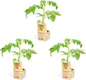 Geënte Coeur de Boeuf tomaat - 3 tomatenplanten