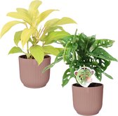 Combi Monstera ‘Monkey Leaf’ en Philodendron “Malay Gold' in ELHO Vibes Fold Round (delicaat roze) ↨ 40cm - 2 stuks - hoge kwaliteit planten