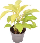 Philodendron 'Malay Gold' ↨ 40cm - hoge kwaliteit planten