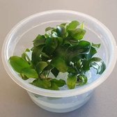 Moerings aquariumplanten - Bucephalandra "green wavy" 10-12 in vitro cup 100 cc