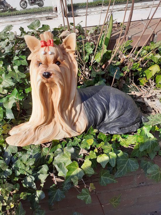 Yorkshire terrier honden beeld tuinbeeld zeer groot polystone 26x42x19 cm