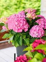 4x Hortensia 'Hydrangea macrophylla rosita'  - BULBi® bloembollen en planten met bloeigarantie
