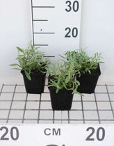 6 x Cerastium biebersteinii - Viltige hoornbloem, muizenoortjes - pot 9 x 9 cm