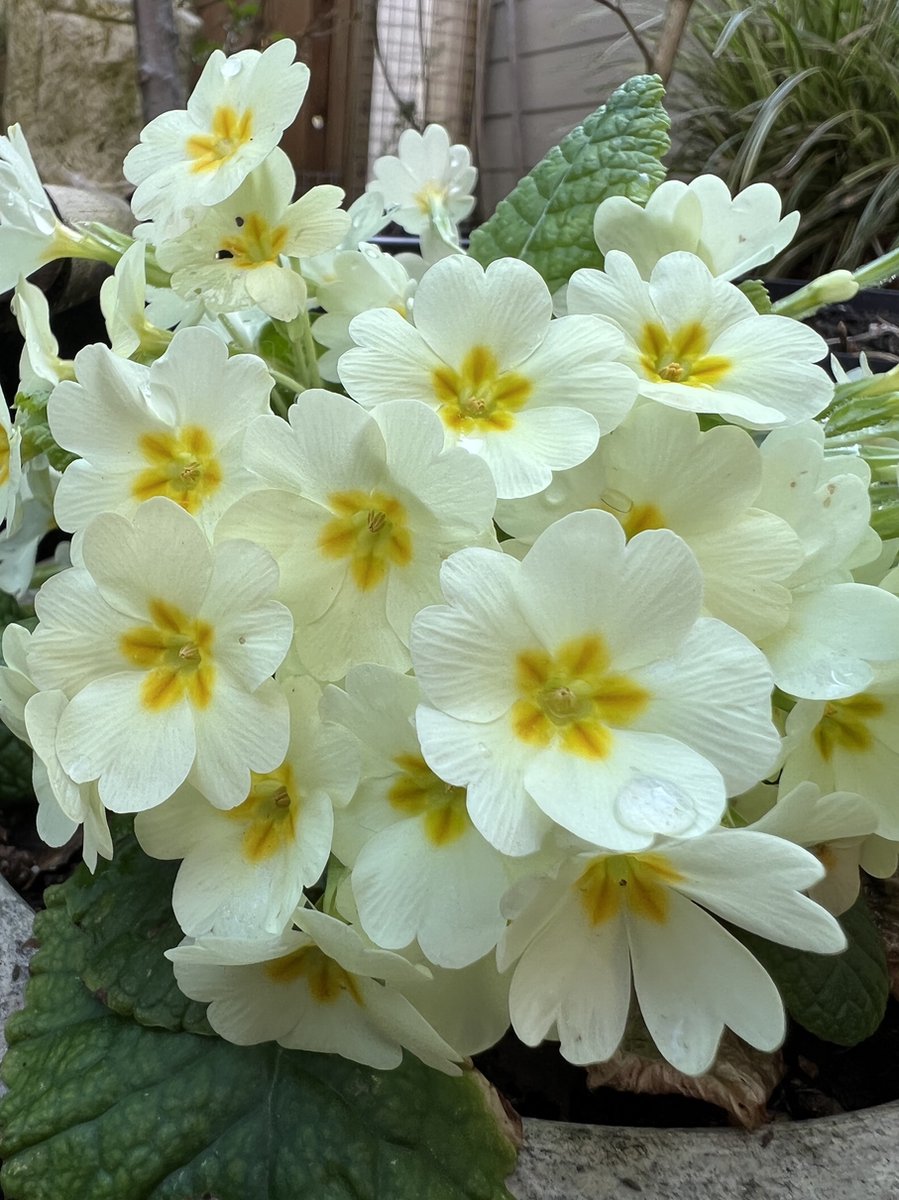 6 x Primula vulgaris - Sleutelbloem - P9 Pot (9 x 9cm) - Dima Vaste Planten