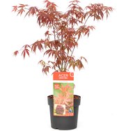 Plant in a Box - Acer palmatum ´Atropurpureum´ - Japanse Esdoorn - Donkerrode bladeren - Pot 19cm - Hoogte 60-70cm