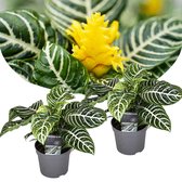 Plant in a Box - Aphelandra - Set van 2 - Zebraplant - Groene kamerplant - Unieke bladeren - Pot 13cm - Hoogte 25-45cm