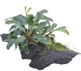 Moerings - Driftwood (small) met bucephelandra