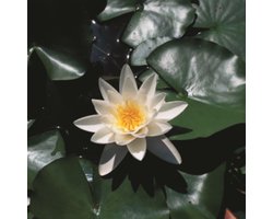 Moerings Nymphaea Alba | Waterlelie | In 11CM pot