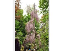 Wisteria floribunda 'Honbeni' - BLAUWE REGEN - 50-60 cm in pot