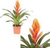 Breasy Bromelia Vriesea Intenso Orange | tropisch bloeiende kamerplant| 1 stuks | Ø12cm |  35-50 cm