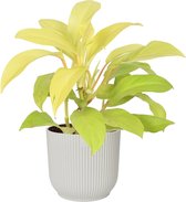 Philodendron Malay Gold in ELHO ® Vibes Fold Rond (zijdewit) – ↨ 40cm – ⌀ 14cm