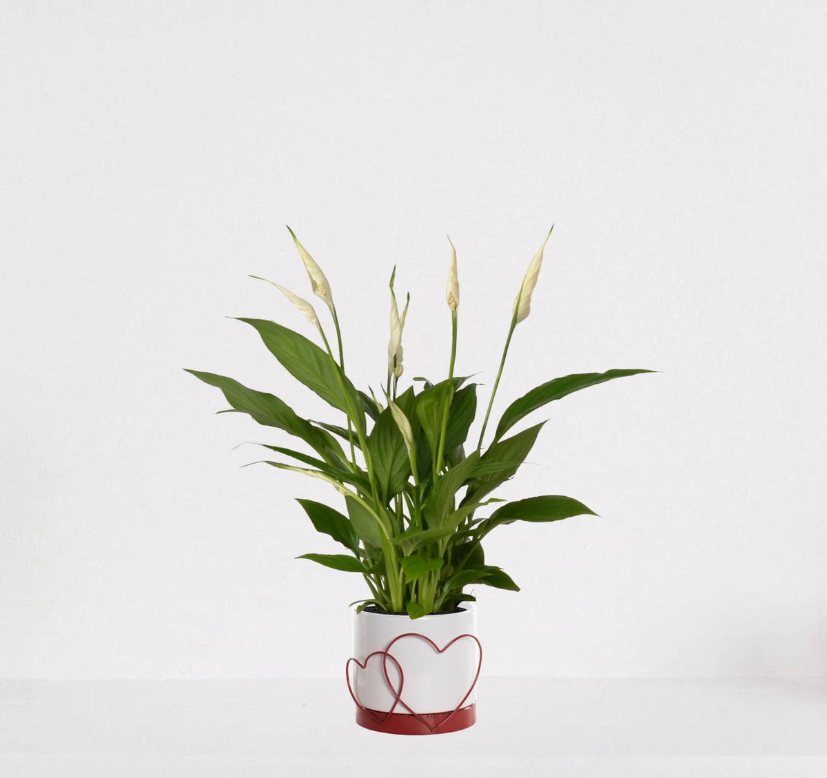 Spathiphyllum in sierpot Addit Hearts Rood – witte kamerplant – luchtzuiverende lepelplant - ↕35-50cm – Ø13 – geleverd met plantenpot – vers uit de kwekerij