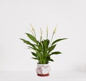 Spathiphyllum in sierpot Addit Hearts Rood – witte kamerplant – luchtzuiverende lepelplant - ↕35-50cm – Ø13 – geleverd met plantenpot – vers uit de kwekerij