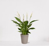 Spathiphyllum in sierpot Babe Grijs – witte kamerplant – luchtzuiverende lepelplant - ↕35-50cm – Ø13 – geleverd met plantenpot – vers uit de kwekerij