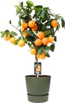 FloriaFor - Citrus Red Lime Op Stam In ELHO Outdoor Sierpot Greenville Rond (groen) - - ↨ 80cm - ⌀ 25cm