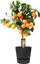FloriaFor - Citrus Red Lime Op Stam In ELHO Outdoor Sierpot Greenville Rond (zwart) - - ↨ 80cm - ⌀ 25cm