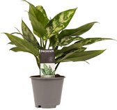 Aglaonema Maria