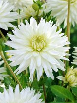 30x Dahlia 'My love' - BULBi® bloembollen en planten met bloeigarantie