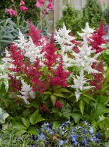 40x Pluimspirea 'Astilbe gemengd'  - BULBi® bloembollen en planten met bloeigarantie
