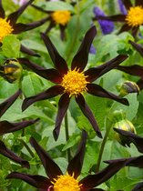 12x Dahlia 'Verrone's obsidian' - BULBi® Bloembollen met bloeigarantie